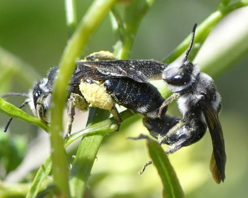 Andrena sp.